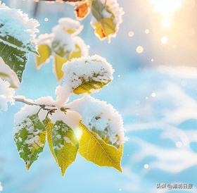 潍坊今日大雪明日大风降温，仲冬寒意来袭