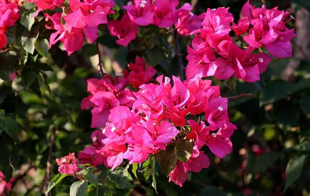 风雨兰、白兰花、茉莉花、牡丹吊兰、三角梅